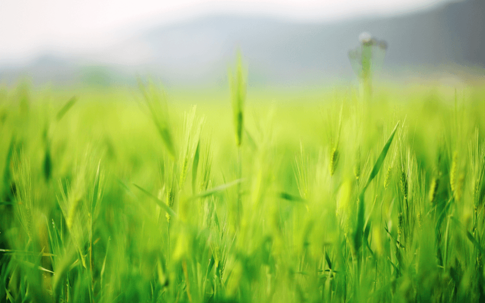 Green agricultural field