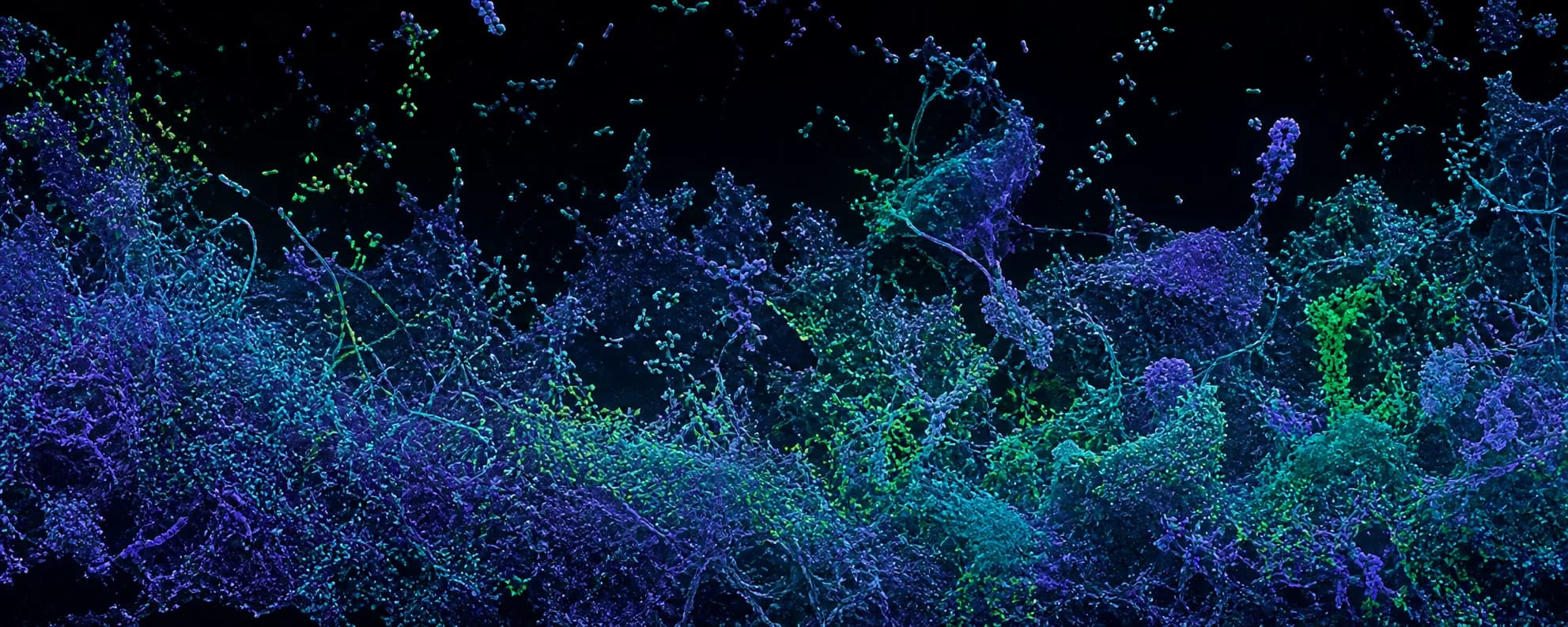 Confocal microscopy view of an environmental microbial biofilm