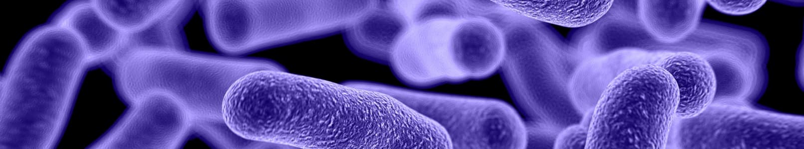 Microscopic view of a microbial community